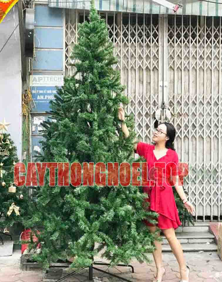 Cây Thông Noel  4m5